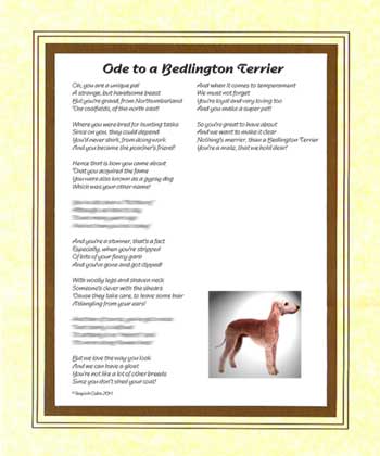 Ode to a Bedlington Terrier