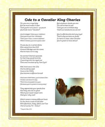 Ode to a Cavalier King Charles Spaniel