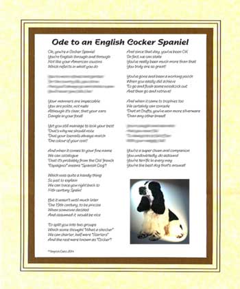Ode to an English Cocker Spaniel