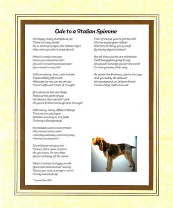 Ode to an Italian Spinone