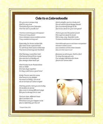 Ode to a Labradoodle