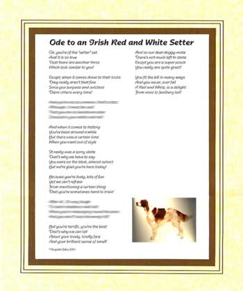 Ode to an Irish Red & White Setter