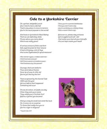 Ode to a Yorkshire Terrier