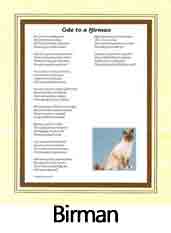 Click to View the Birman Cat Ode