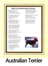 Click Here to View Australian Terrier Ode
