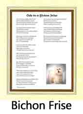 Click Here to View Bichon Frise Ode