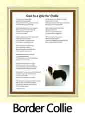 Click Here to View Border Collie Ode