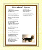 Dandie Dinmont - Click here for more details