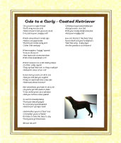 Curly Coated Retriever - Click here for more details