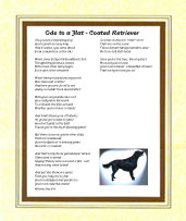 Flat Coated Retriever - Click here for more details