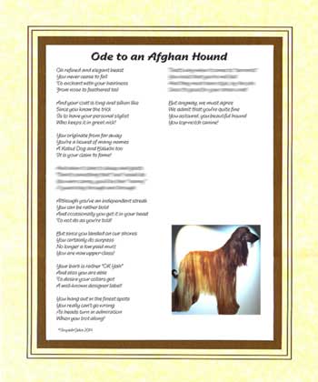 Ode to an Afghan Hound