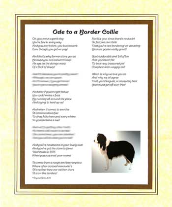 Ode to a Border Collie