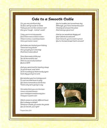 Ode to a Smooth Collie