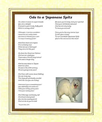 Ode to a Japanese Spitz