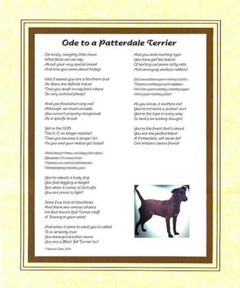 Ode to a Patterdale Terrier