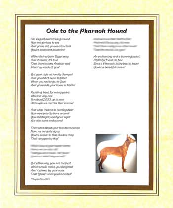 Ode to a Pharaoh Hound