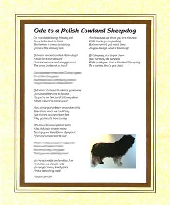 Ode to a Polish Lowland Sheepdog
