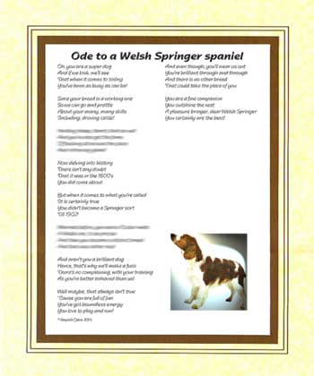 Ode to a Welsh Springer Spaniel