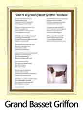 Click Here to View Grand Basset Griffon Ode
