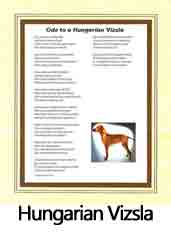 Click Here to View Hungarian Vizsla Ode