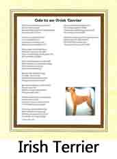 Click Here to View Irish Terrier Ode