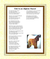 Afghan Hound - Click here for more details