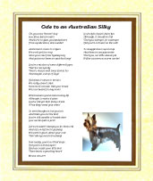 Australian Silky - Click here for more details