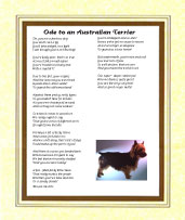 Australian Terrier - Click here for more details