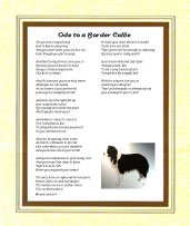 Border Collie - Click here for more details