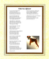 Boxer - Click here for more details