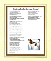 English Springer Spaniel - Click here for more details