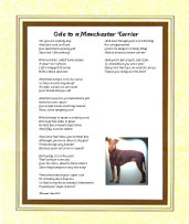 Manchester Terrier - Click here for more details