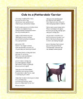 Patterdale Terrier - Click here for more details