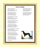 Saluki  - Click here for more details