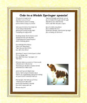 Welsh Springer Spaniel - Click here for more details