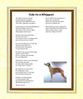 Whippet - Click here for more details
