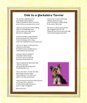 Yorkshire Terrier - Click here for more details